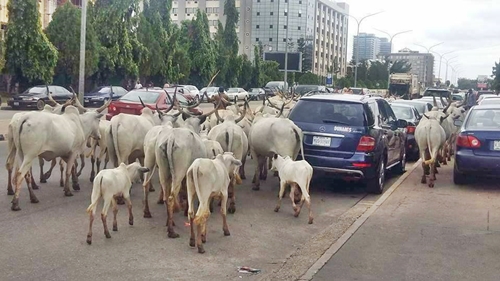 We Can’t Run Away From These Cows